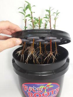 7 Site Indoor Plant Cloning System Root Growing Air Bubbler Hydroponics Kit