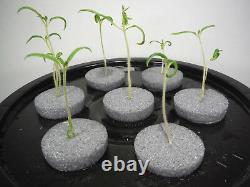 7 Site Indoor Plant Cloning System Root Growing Air Bubbler Hydroponics Kit