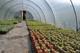 Brand New 14ft X 30ft Polytunnel Kit Heavy Duty Professional Greenhouse Nd
