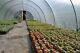 Brand New 14ft X 30ft Polytunnel Kit Heavy Duty Professional Greenhouse Wd