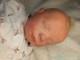 Brand New, Genuine Kit, Small Reborn Doll'callie' With Hair 43cm