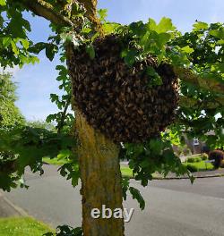 Aspirateur d'abeilles