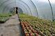 Nouvelle Marque 14ft X 30ft Polytunnel Kit Heavy Duty Professional Greenhouse Wd