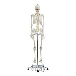 Squelette grandeur nature anatomiquement correct modèle médical de squelette humain 180 cm